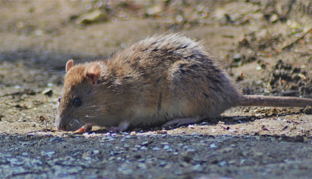 Been there, done rat - Shiela Winwright spotted this rat having a feast next to the lake in High Woods Country Park. It didnt seem bothered by people being close by, she said