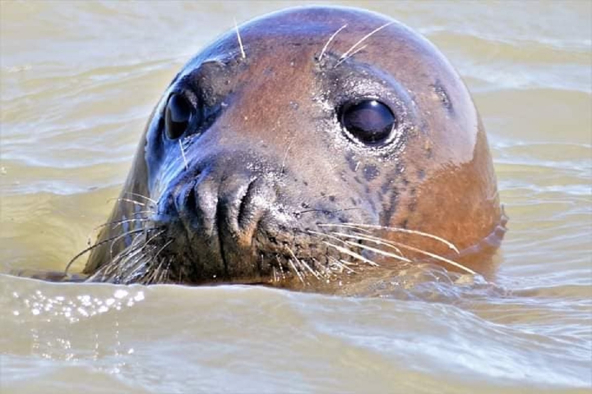Seal of approval - Cheryl Holland took this picture during a trip to see the seals at Walton