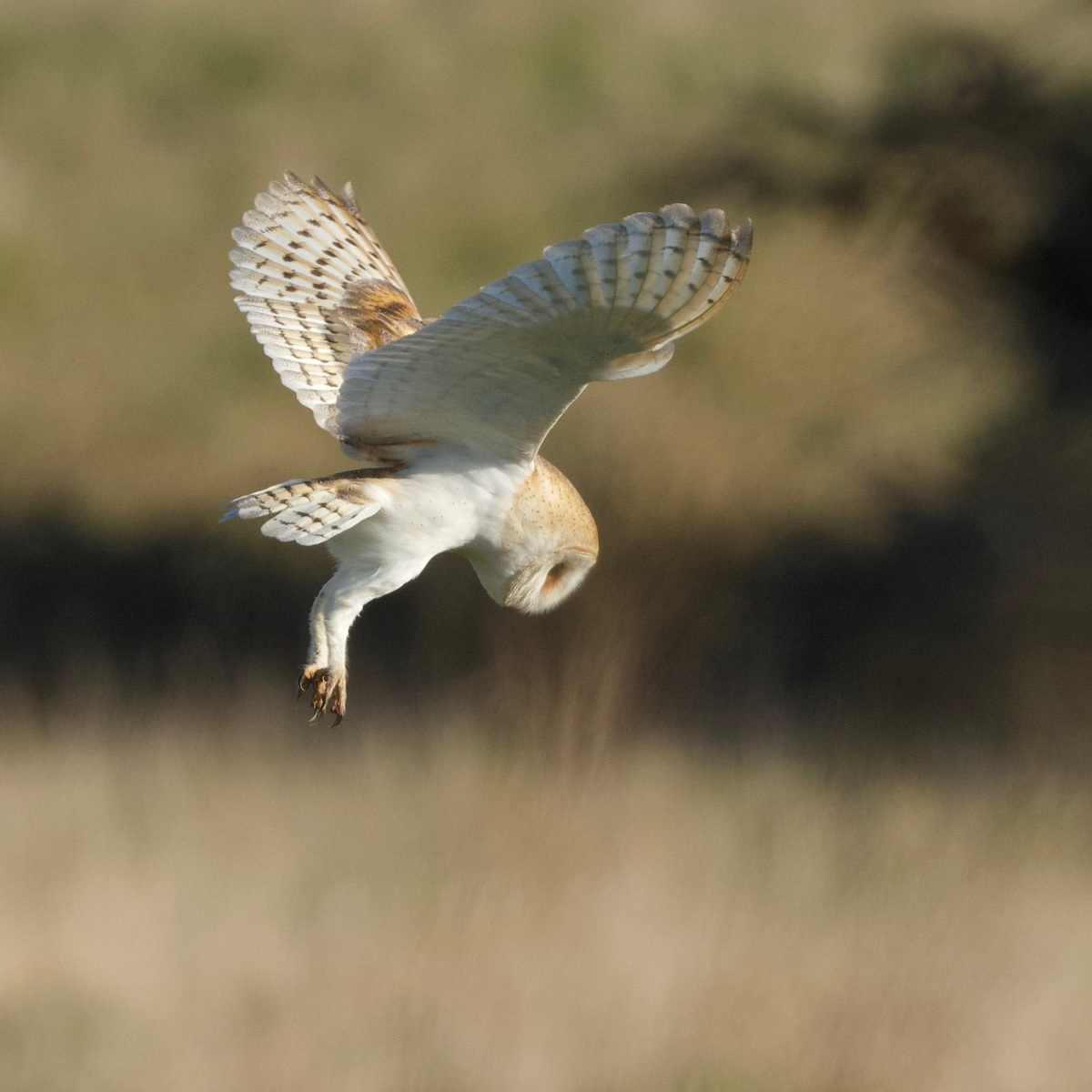 In one fell swoop - Jeff Biddle saw this barn owl hunting