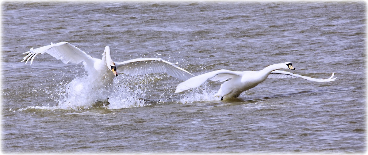 Swan song - Terry Stone took this stunning picture of swans taking off at Abberton Reservoir