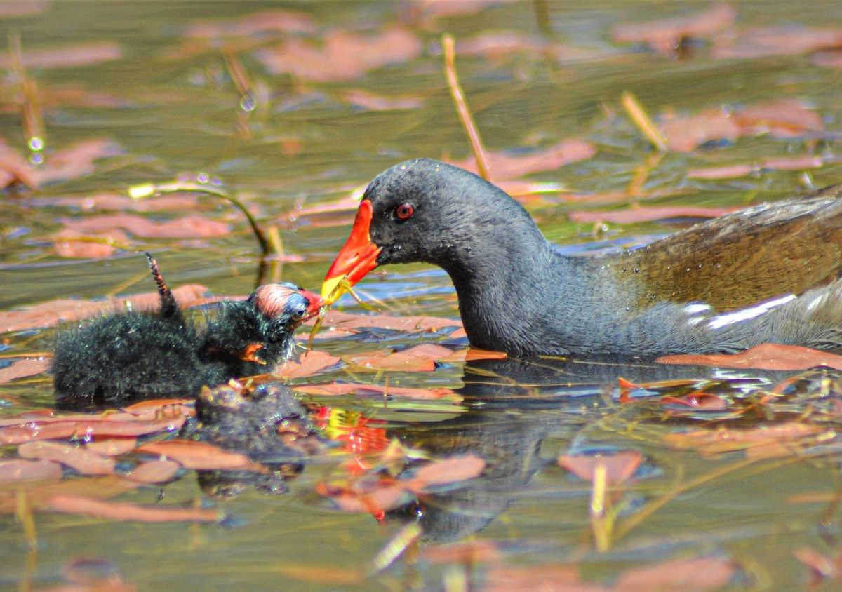 Playing beak-a-boo - Shiela Winwright took this picture of a moorhen feeding its baby