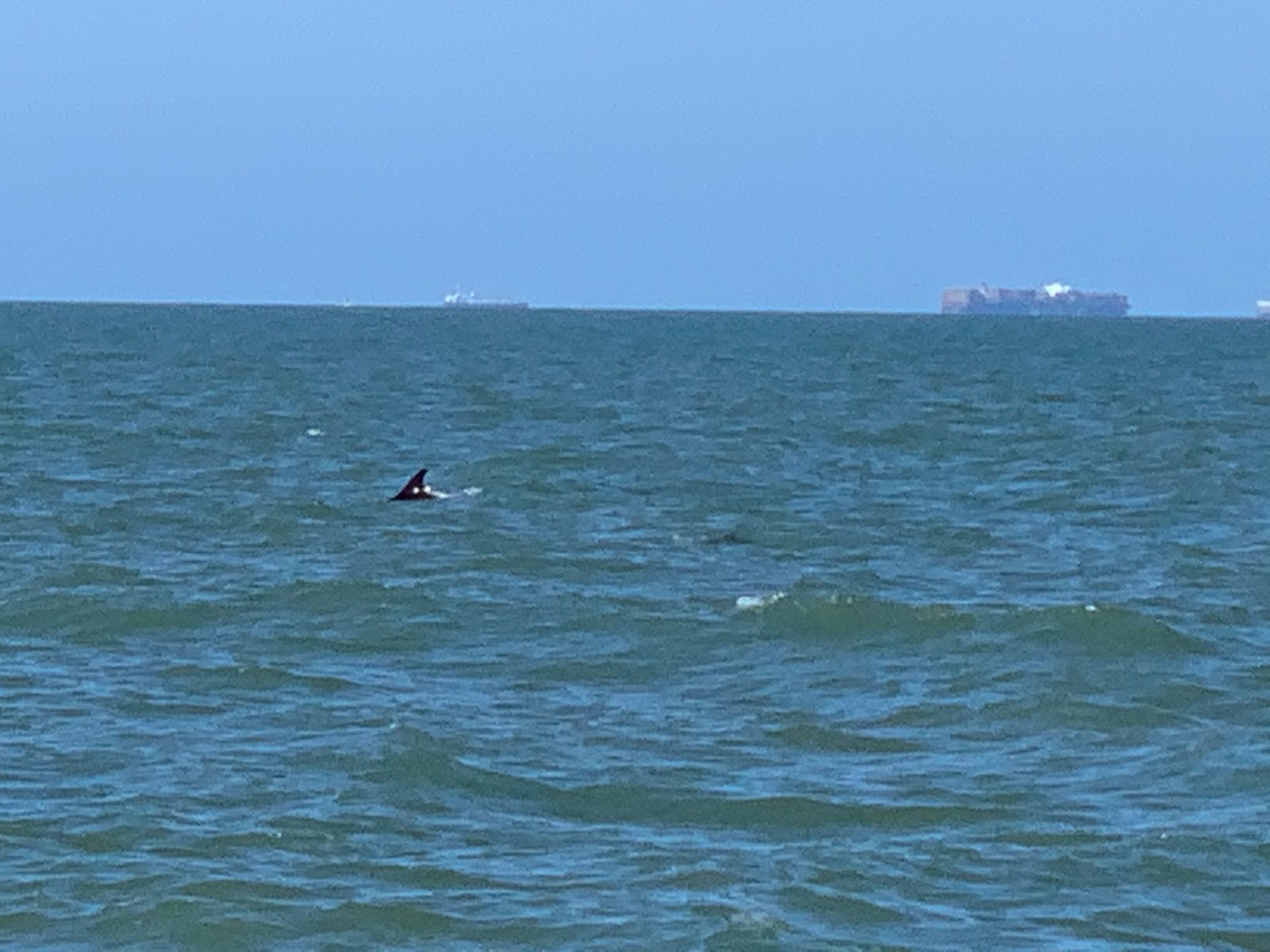 Rare white-beaked dolphins have been spotted off the Essex coast for the first time in 20 years. Picture: Stacey Belbin