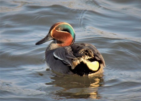Eurasian teal duck at Brooklands in Worthing