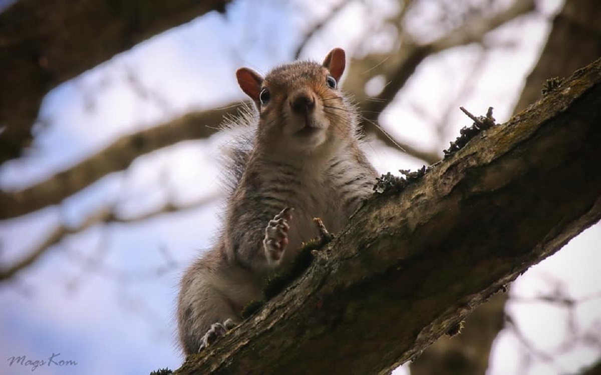 Bright-eyed and bushy-tailed - Magdalena Komorowska took this great picture in Highwoods Country Park