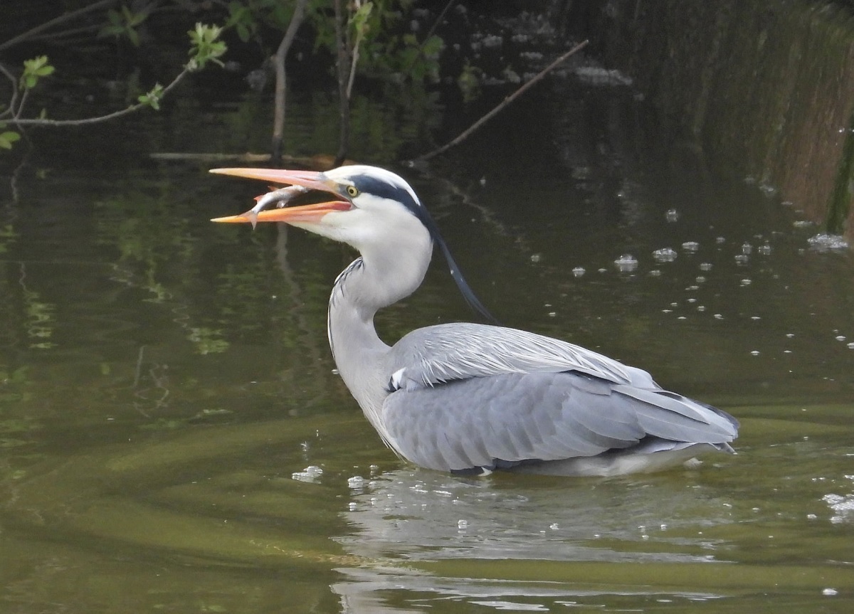 Fishing for a compliment - Steve Dobbs spotted this hungry heron at Abberton