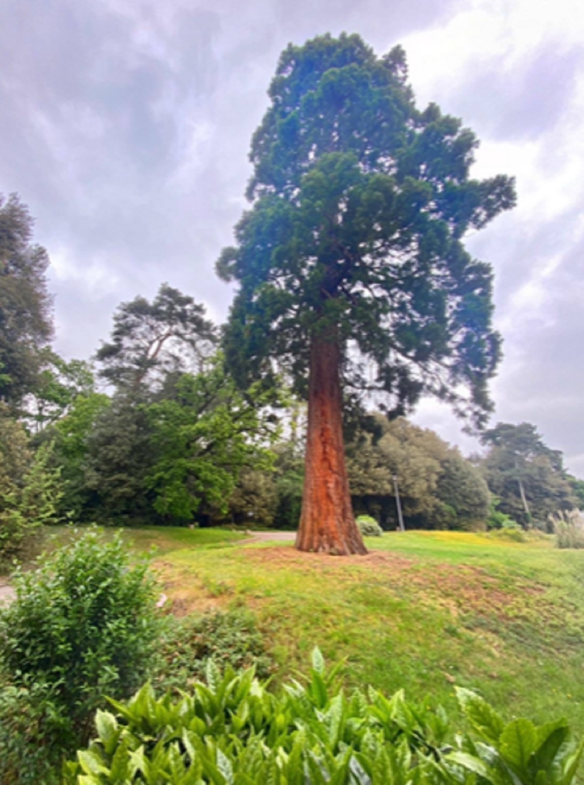 Rooted in the past - this magnificent tree remains on the site
