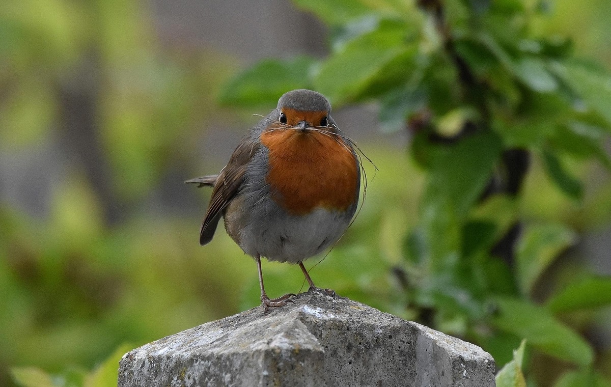 Taking it to the nest level - Ant Niles spotted this nest-building robin in his garden