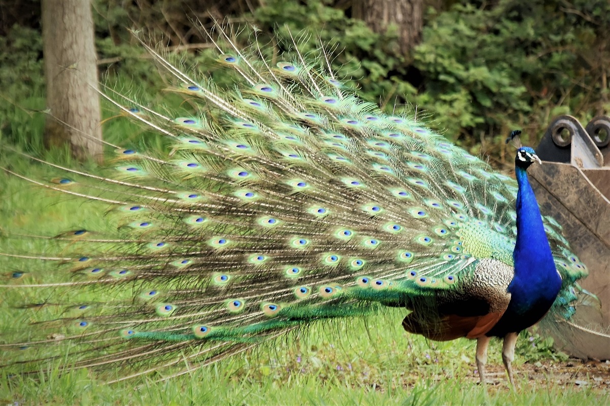 Look no feather - Belinda Trenfield photographed this beautiful peacock at Marks Hall