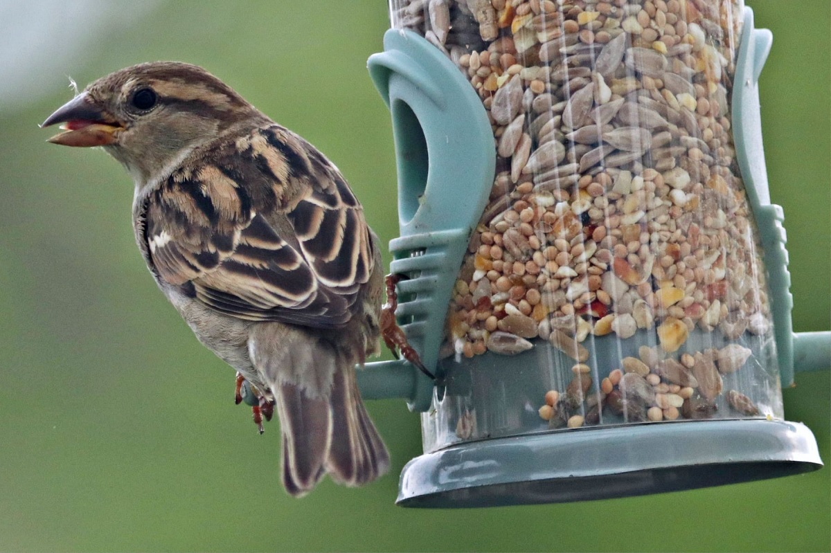 Good things come in small peckages - David Evans saw this sparrow on his garden feeder