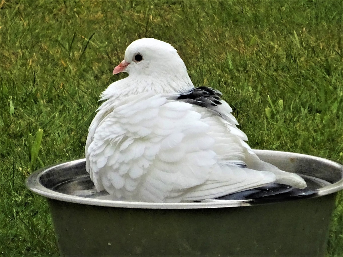 Having a splashing time - Pat Edwards photographed bath time in Great Clacton