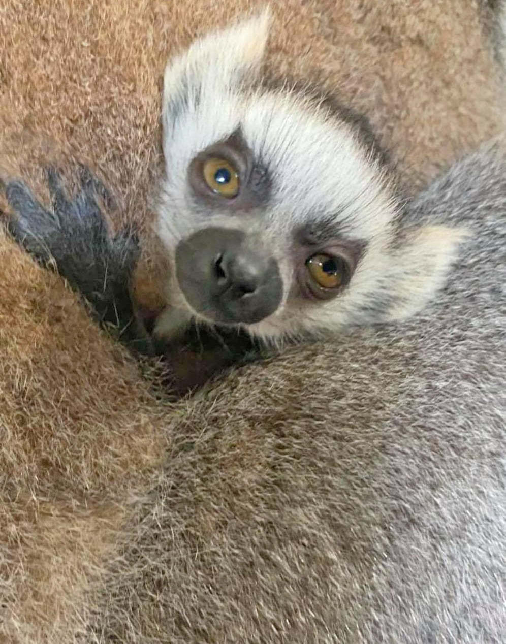 Pair of endangered ring-tailed lemur pups are born at Colchester Zoo 