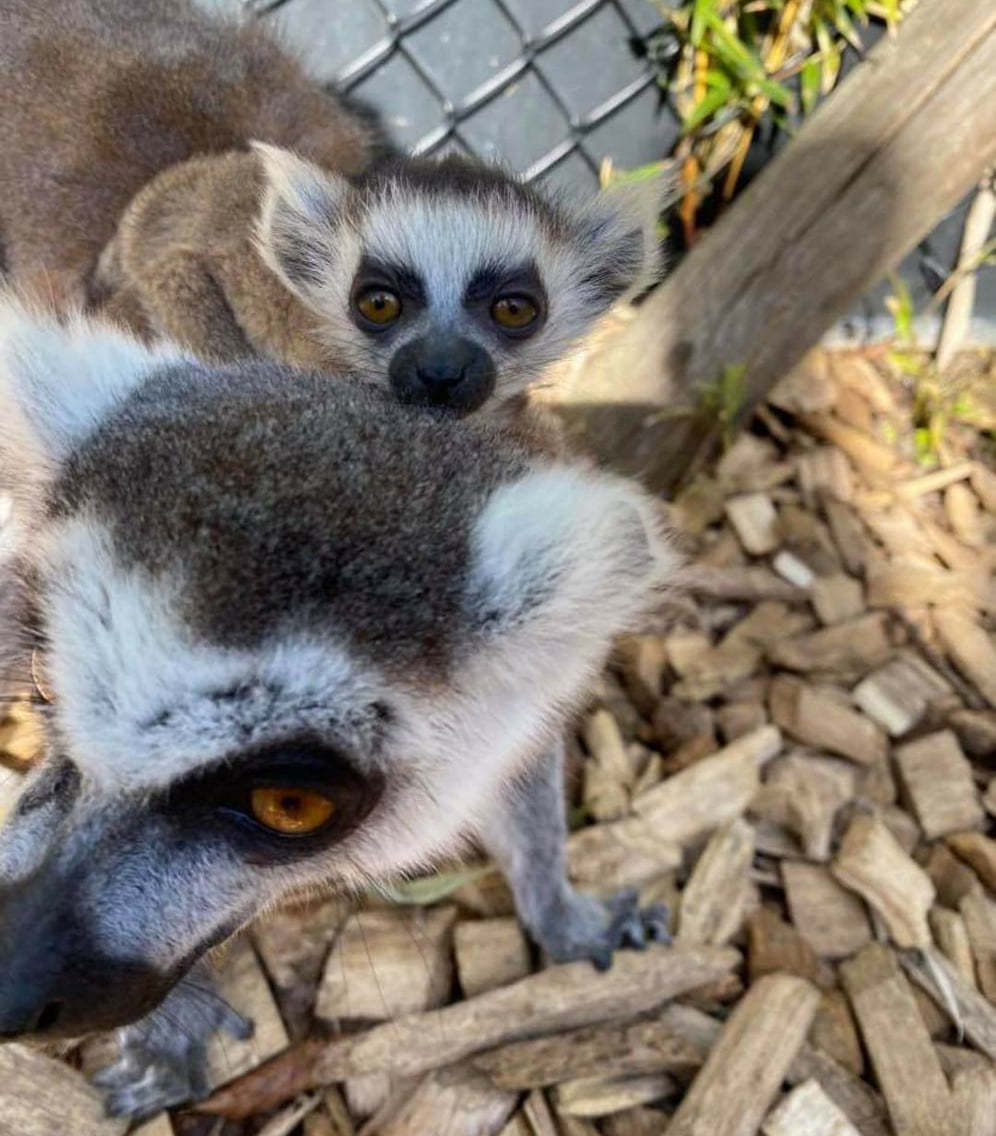 Pair of endangered ring-tailed lemur pups are born at Colchester Zoo 