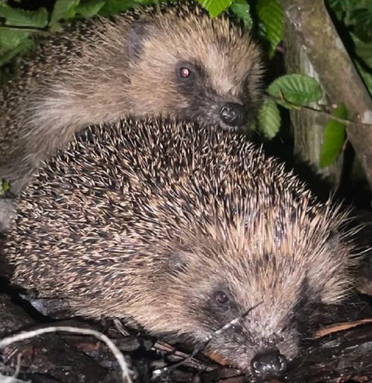 Prick of the bunch - Andy Matthias was delighted to photograph these hedgehogs in Colchester