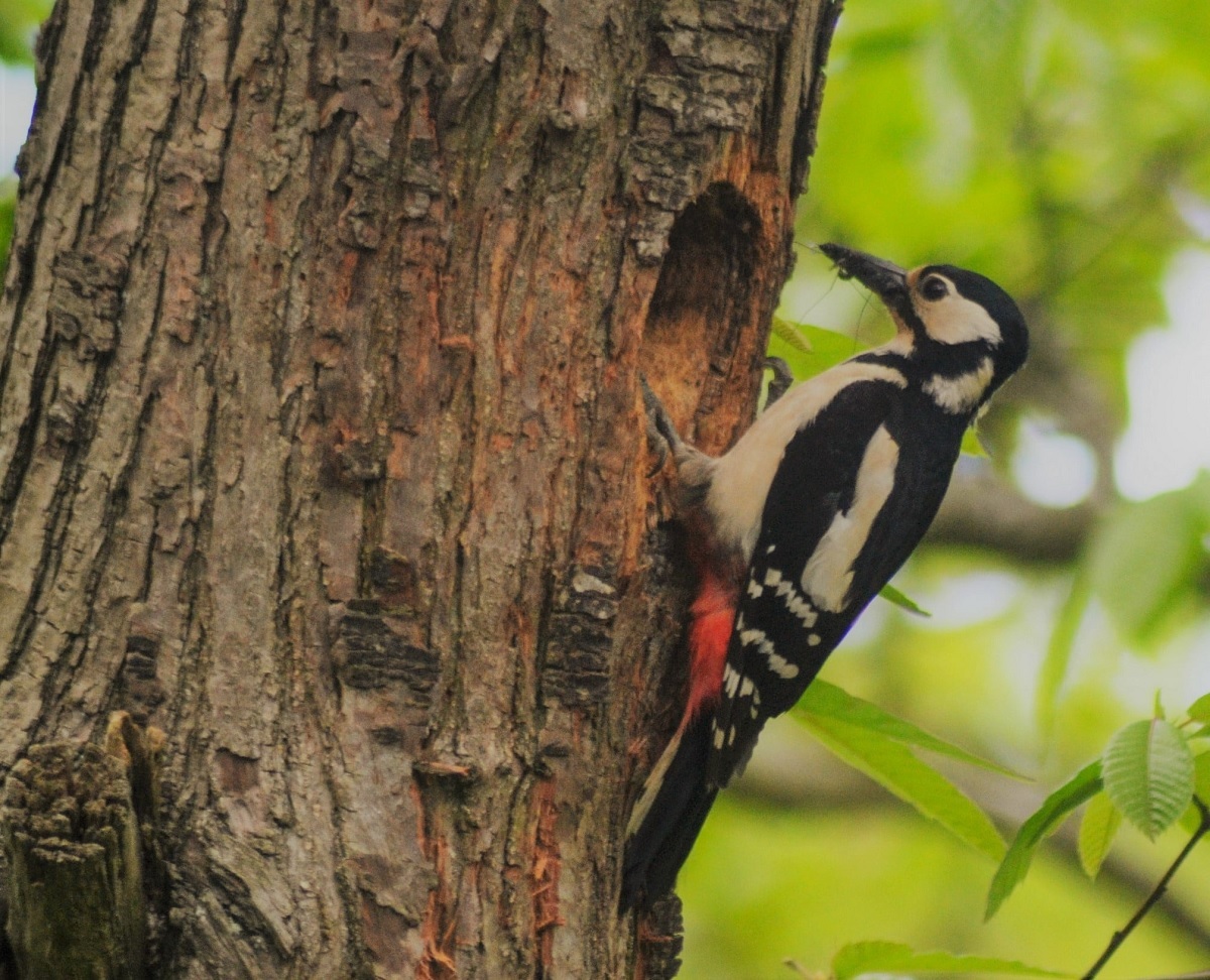 Pecking order - Shiela Winwright was delighted to capture her first woodpecker