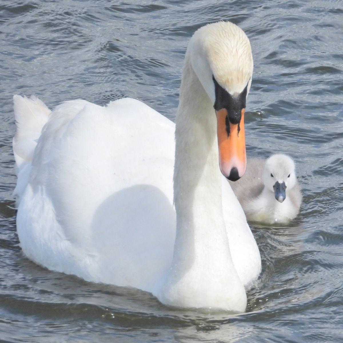 Like feather, like son - Steve Dobbs took this picture of a swan and cygnet in Abberton