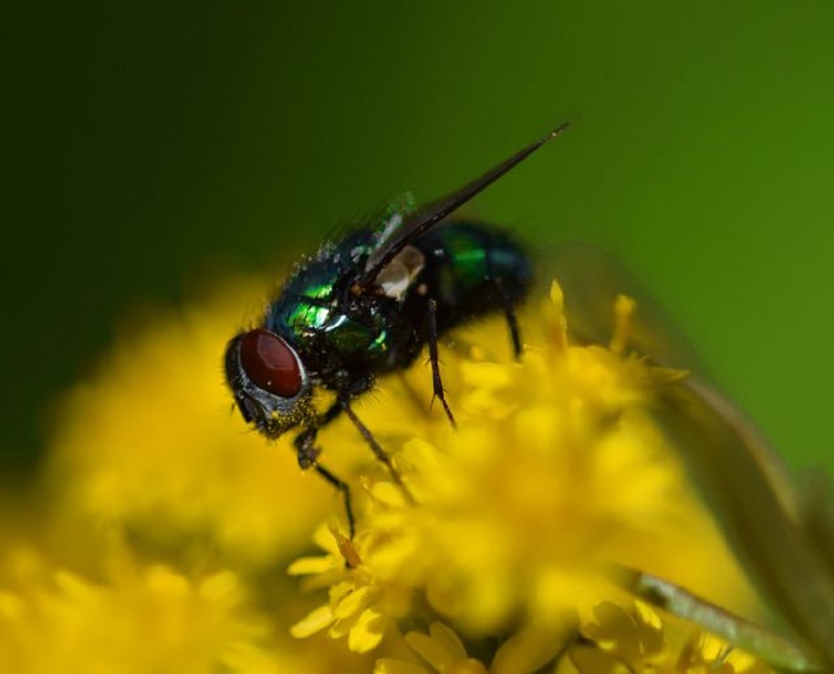 Fly on the wall - Allan Jones spotted this green bottle fly