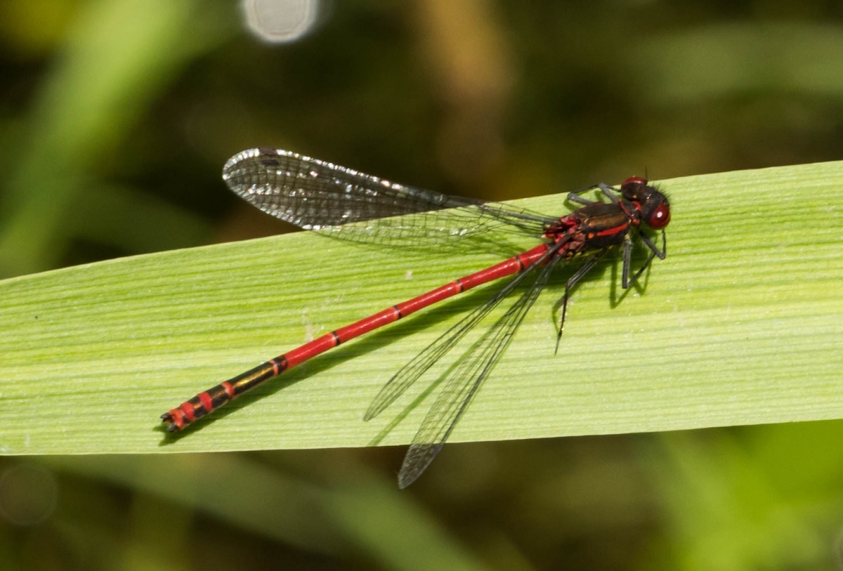 Heat trap - Tina Ralph spotted this large red damselfly and other insects while photographing at Cooks Mill and Fiddlers Bridge