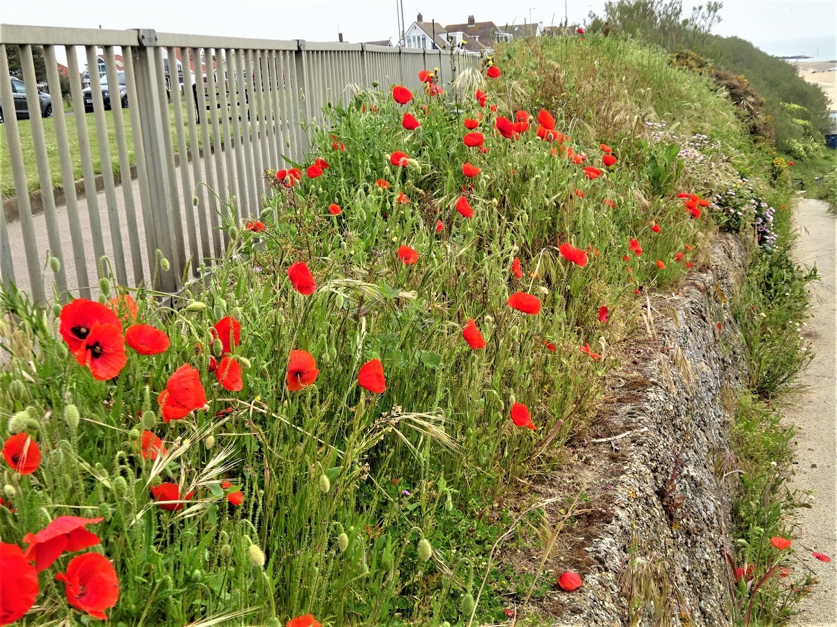 Simply red - Pat Edwards captured these beautiful poppies at Holland-on-Sea