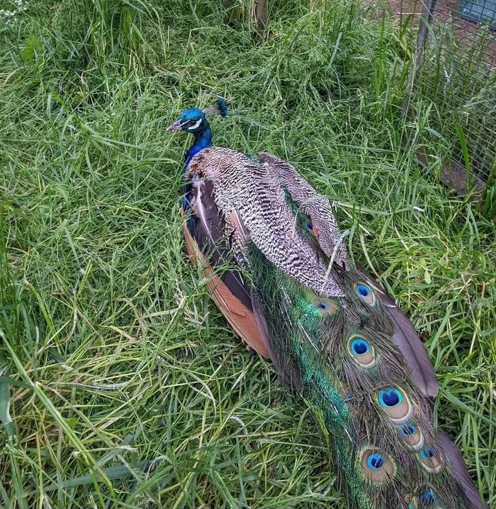 Popular Flitch Green peacock dies after being hit by a car