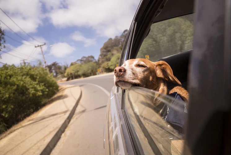 This is what to do if you see a dog locked in a hot car