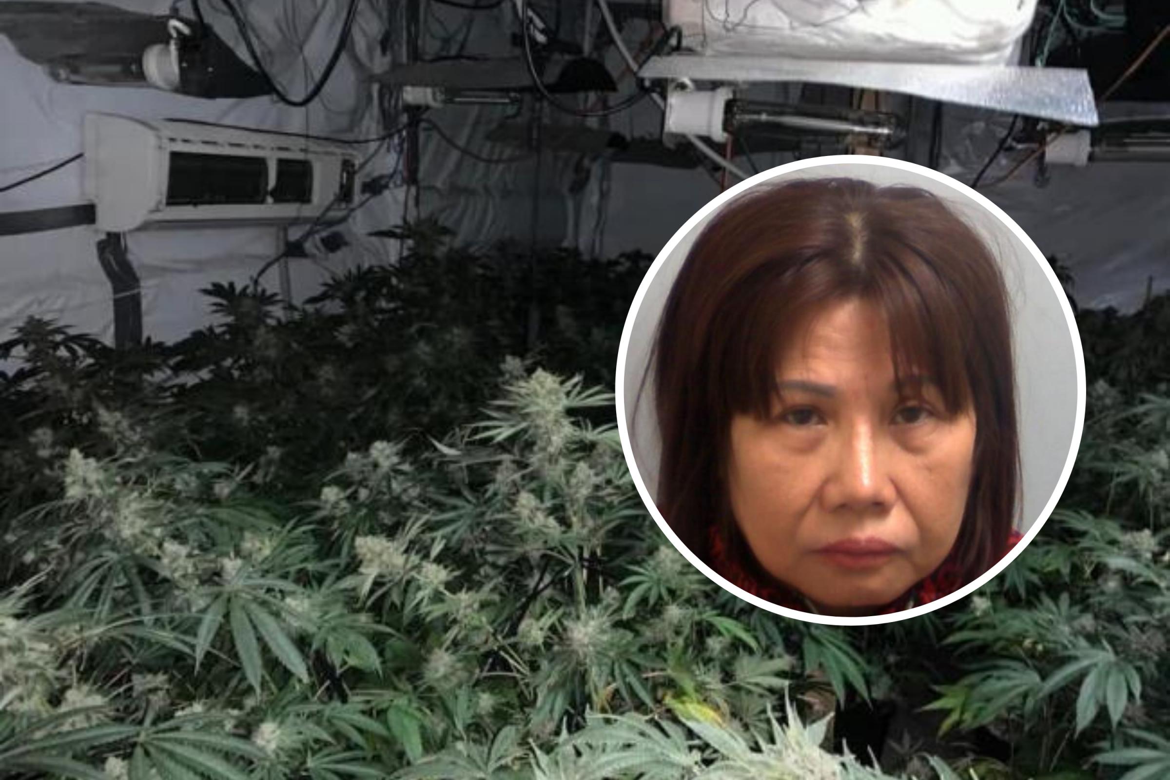 Essex's £2m cannabis farm kingpin jailed after recruiting Vietnamese labour