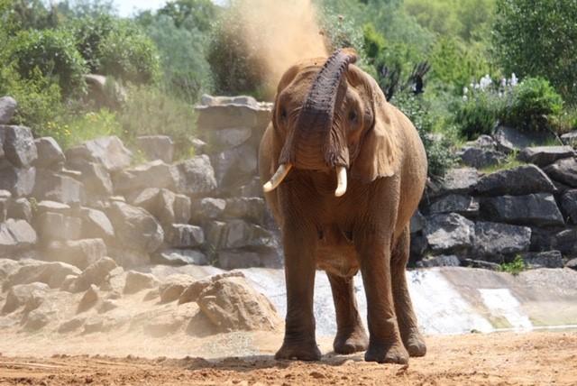Ban on keeping elephants in zoos being considered reports suggest