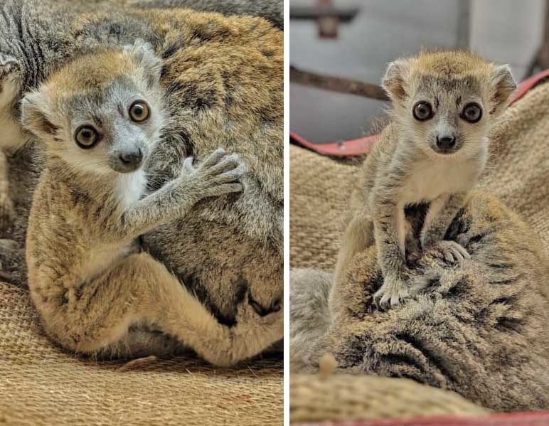 Meet Colchester Zoo's little lemur who now needs a name