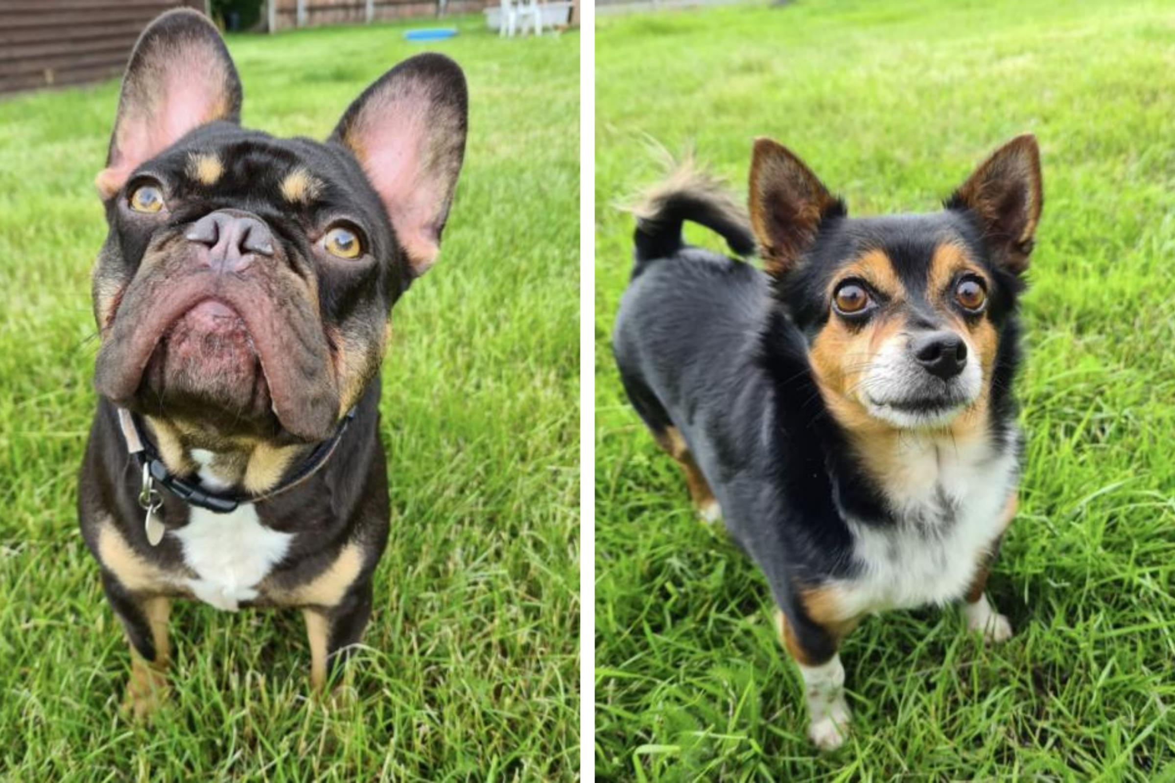 Dashing Clacton dog duo need a new family home