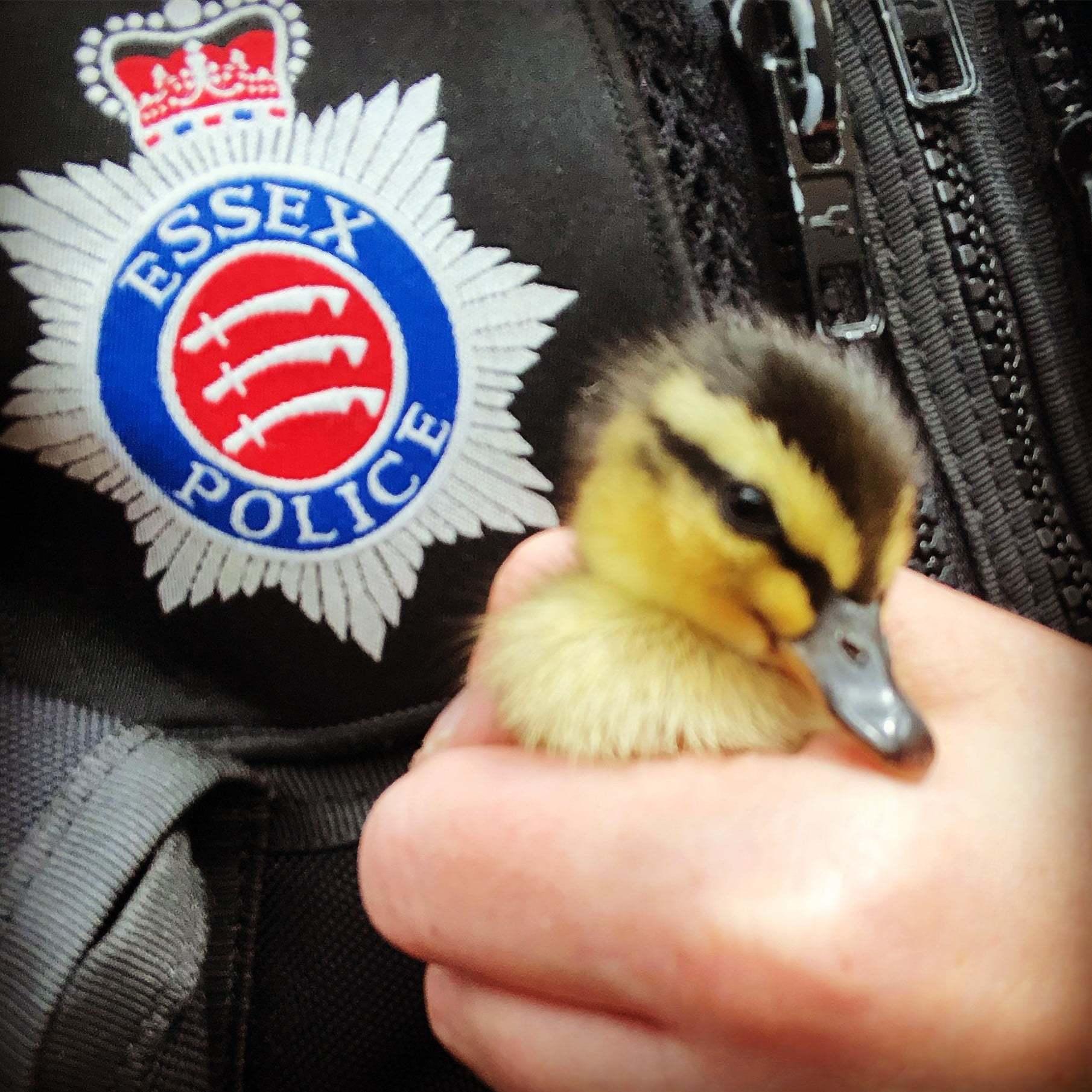 Essex Police rescue duckling in Lexden Road, Colchester
