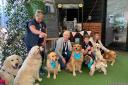 Therapeutic - Essex Therapy Dogs brightened everyone's day with their visit to the Stanway Garden Centre.