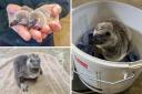 Adorable - these pictures show the newborn penguins at Colchester Zoo