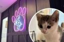 In pictures: Look inside the purr-fect (and adorable) new cat café near Colchester