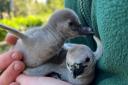 Cute - Pepper and Chile hatched these two penguins earlier this year