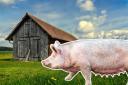 Plans for 'rare pig breeding barn' in Colchester village thrown out by council bosses