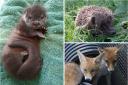 Rescued - Animals that have been looked after at Wildlives centre