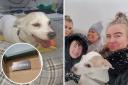 Cremation - Dog Bella was cremated with other pets despite the family's explicit wish to have a private cremation