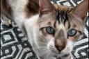 Missing - Cat owner Carol Maidment is trying to find her beloved feline Tiger