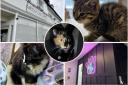 Purrfect - The cat café in Halstead