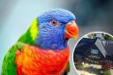 Rainbow lorikeet escapes from zoo after visitor leaves enclosure with 'bird on them'