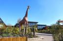 Attraction - Colchester Zoo