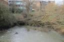 Obstruction - The large tree over the River Colne