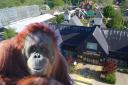 Damage - Colchester Zoo have closed their orangutan habitat after Storm Kathleen roof damage