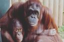 Loved - Colchester Zoo's popular orangutans Mali and Tatau (pictured) and Tiga are all safe
