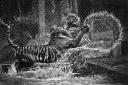 Talented photographer scoops national prize for stunning tiger image