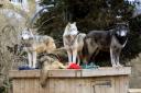Wolf escapes from Colchester Zoo