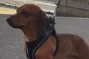 Police appeal launched to help bring stolen sausage dog Louie home