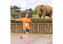 Heavy strides - a Colchester stampede runner bounds past an elephant