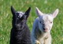 Spring - Leanne Simons captured this adorable image of two spring lambs playing in the grass.