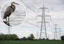 A flyway used by 90 million birds could put a stop to National Grid's pylon plans.
