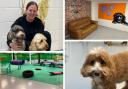 The Colchester doggy day care and groomers where pooches are treated like royalty